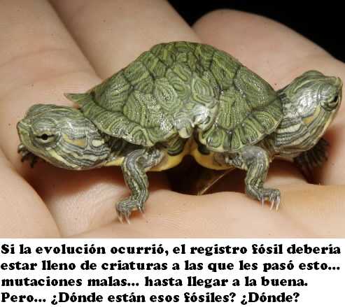 teoria