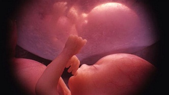 Óvulo y los espermatozoides